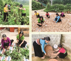 Hòa Bình: Hợp tác xã Hương Xuân phát triển thương hiệu sản phẩm Trà thành ngạnh vươn xa