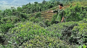 Lai Châu: Người dân nâng cao thu nhập xóa đói giảm nghèo nhờ phát triển cây chè
