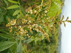 Xã Xuân Thủy mùa nhãn mới - kỳ vọng mùa vàng bội thu, nâng tầm thương hiệu