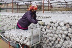Yên Bái: Thúc đẩy phát triển nấm hương, nâng cao đời sống người dân Mù Cang Chải