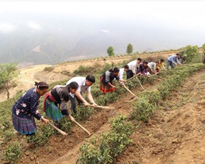 Lai Châu: Xã Tà Mung giảm nghèo bền vững nhờ phát triển cây chè