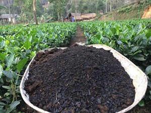 Hợp tác xã trà an toàn Phú Đô nâng cao chất lượng chè từ sản xuất nông nghiệp hữu cơ