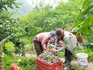 Mùa mận chín trên Cao nguyên Mộc Châu