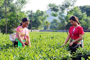 Xây dựng nhãn hiệu chứng nhận “Chè Lương Sơn”, hướng đi bền vững cho cây chè địa phương