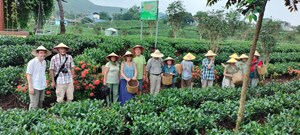 Thái Nguyên: Hợp tác xã Trà và Du lịch Cộng đồng Tiến Yên sản xuất chè hữu cơ gắn với du lịch trải nghiệm thực tế