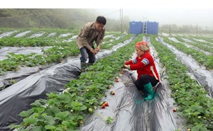 Lào Cai: Huyện Bắc Hà phấn đấu đến năm 2025 thoát khỏi huyện nghèo, đặc biệt khó khăn