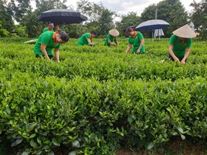 Thái Nguyên: Người dân xã Khe Mo sản xuất chè an toàn để nâng cao thu nhập