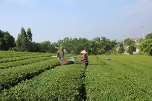 Phú Thọ: Quản lý và phát triển sản xuất vùng chè an toàn