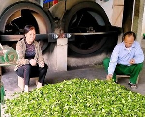 Phú Thọ: Làng nghề chế biến chè Thanh Hà duy trì, phát triển thương hiệu "Chè Thanh Võ"