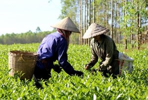 Phú Thọ: Công bố nhãn hiệu tập thể "Chè xanh Đá Hen"