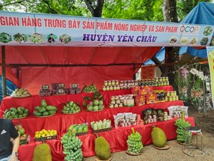 Huyện Yên Châu khai thác lợi thế địa phương phát triển vùng trồng cây ăn quả