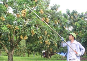 Sơn La: Tập trung đưa sản phẩm Nhãn ra thị trường trong nước và thế giới