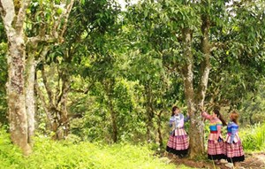 Lào Cai: Quần thể cây chè Shan tuyết tại Bắc Hà được công nhận là Cây Di sản Việt Nam