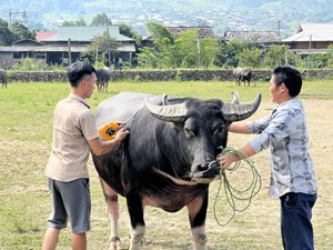 Sơn La: Đặc sắc cuộc thi “ Hoàng tử trâu” lần đầu được tổ chức tại xã Ngọc Chiến, Mường La