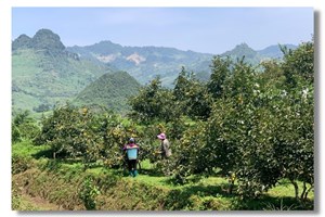 Hồng giòn không hạt mở ra cơ hội phát triển kinh tế cho nhiều hộ nông dân huyện Mường Khương