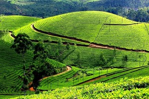 Đến vùng “đệ nhất danh trà” ngắm đồi chè xanh mướt thơ mộng ở Thái Nguyên