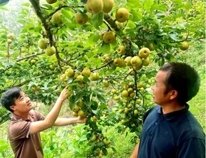 Lào Cai: Xã Hoàng Thu Phố phát triển lê Tai Nung gắn với du lịch