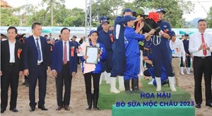 Sơn La: Đặc sắc Hội thi “Hoa hậu” bò sữa trên Cao nguyên Mộc Châu 2023