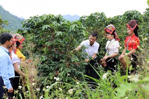 Sơn La là một trong những tỉnh sản xuất cà phê chè lớn trong nước