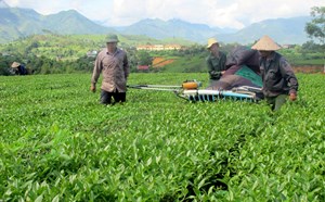 Yên Bái: Tăng cường sản xuất, kinh doanh chè hướng tới thị trường xuất khẩu