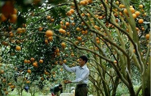 Hòa Bình: Huyện Cao Phong vào vụ thu hoạch cam nông dân phấn khởi được mùa được giá