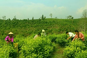 Lào Cai: Phát triển cây chè bền vững, mang lại thu nhập ổn định cho người trồng chè