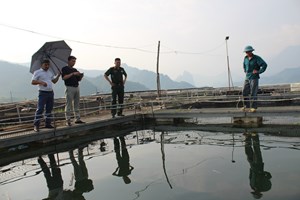 Huyện Mường La phát triển mô hình nuôi cá tầm giữa lòng hồ thủy điện Sơn La