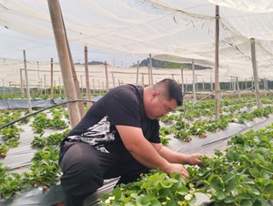 Trải nghiệm mô hình nông nghiệp dâu tây hữu cơ Mộc Châu tại “Huy Béo Farm”