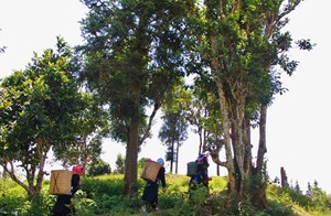 Lào Cai: 80 cây chè Shan cổ thụ được công nhận là nguồn giống cây trồng lâm nghiệp