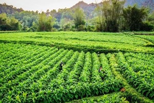 Phát triển vùng nguyên liệu ở Cao Bằng: Nền móng cho nông nghiệp xanh và bền vững