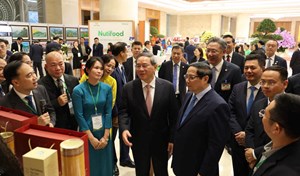 Chè Lào Cai: Chủ lực bền vững nhờ chính sách mở đường phát triển