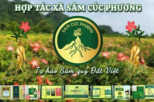 Phát huy giá trị dược liệu Việt trong nghiên cứu và hỗ trợ điều trị bệnh lý cơ xương khớp