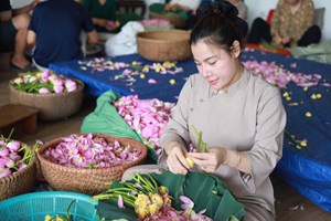Theo chân nghệ nhân vào mùa ướp trà sen Tây Hồ