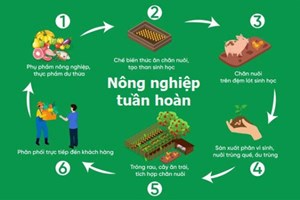 Bản tin nông sản 3/6: Nông nghiệp tuần hoàn - hướng đi tất yếu