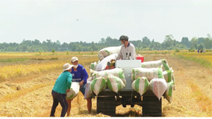 Bản tin nông sản 11/6: Nông dân ứng phó với giá vật tư tăng cao