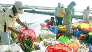 Bản tin nông nghiệp 7/7: Xuất khẩu gạo sang Mỹ tăng vọt