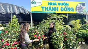 Hà Tĩnh: Nhộn nhịp chợ hoa xuân " đón sóng "sớm