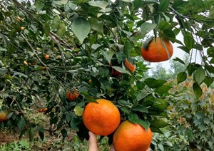 Hương Sơn - Hà Tĩnh: Loại quả không thể thiếu trên bàn thờ gia tiên dịp Tết