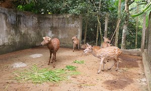 Hà Tĩnh: Thủ phủ hươu sao bước vào mùa "hái" lộc