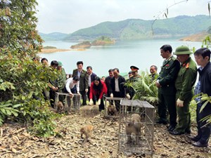 Hà Tĩnh: Tái thả 43 cá thể động vật hoang dã về môi trường tự nhiên