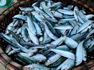 Hà Tĩnh: Thu tiền triệu mỗi ngày từ mùa vụ cá trích đầu năm