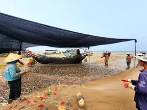 Cá trích biển mắc lưới dày đặc, mang về nguồn thu nhập cao cho ngư dân Hà Tĩnh