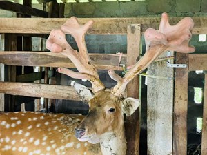 Hà Tĩnh: Cặp nhung hươu “khủng” 4,12kg gây sốt 