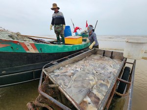 Hà Tĩnh: Sứa biển vào mùa