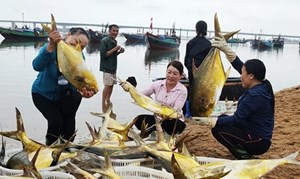 Hà Tĩnh: Ngư dân trúng đậm cá mẻ vàng dương