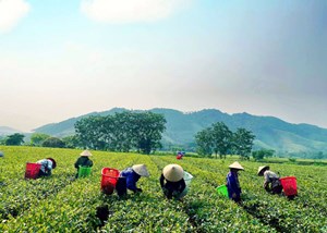 Hà Tĩnh: Nông dân phấn khởi thu hoạch chè vụ xuân