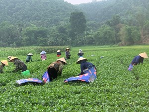 Nông dân Hương Sơn tất bật thu hoạch vụ chè xuân