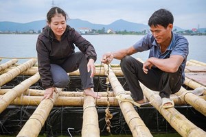 Quảng Bình: Đầu tư hàng tỷ đồng,  nuôi hàu đại dương ở cửa sông Gianh