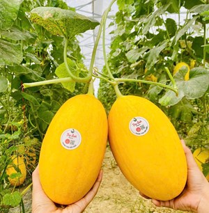 Nghệ An đẩy mạnh ứng dụng công nghệ cao trong sản xuất nông nghiệp