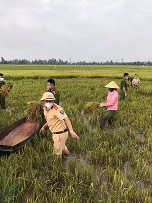 Hà Tĩnh: Các lực lượng ra quân gặt lúa giúp dân tránh bão